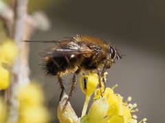 Tachina ursina
