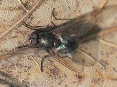 Eudasyphora
