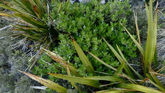 Traversia baccharoides