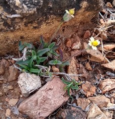 Tridax procumbens