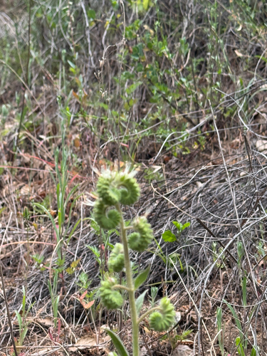 iNaturalist observation photo of Mountain Phacelia
