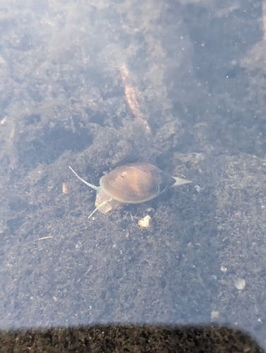 Physella acuta