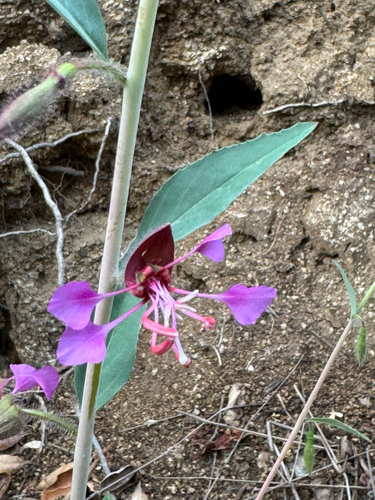 iNaturalist observation photo of Elegant Clarkia