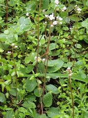 Micranthes californica