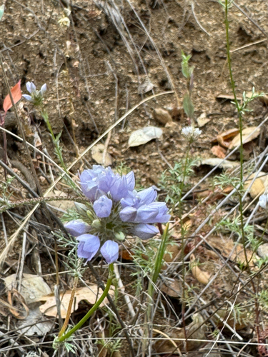 iNaturalist observation photo of California gilia