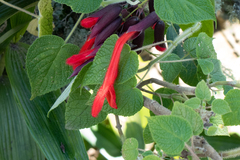 Salvia dombeyi