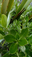 Traversia baccharoides