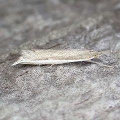 Raphiptera argillaceellus
