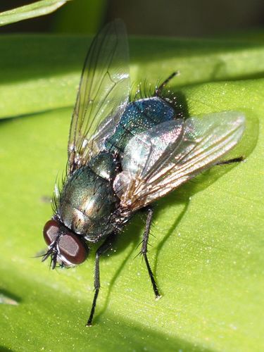 Eudasyphora cyanella