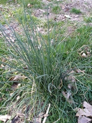 Allium vineale