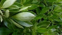 Traversia baccharoides