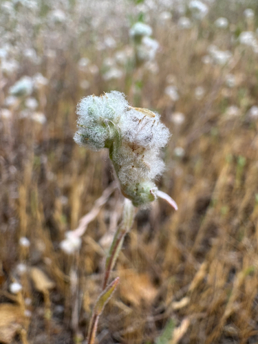 iNaturalist observation photo of Q-tips