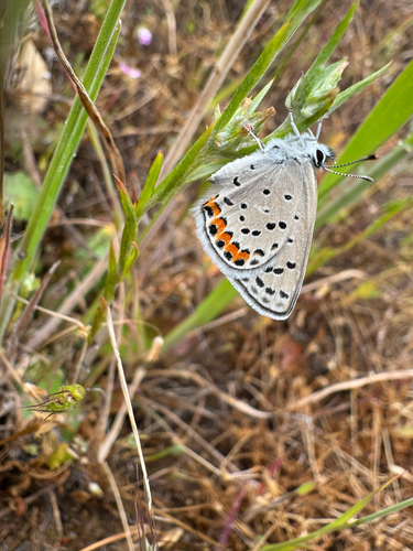iNaturalist observation photo of Acmon Blue