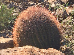 Ferocactus wislizeni