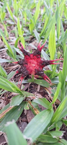 anemone stinkhorn fungus
