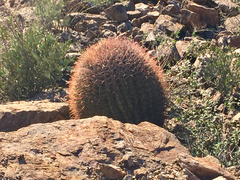 Ferocactus wislizeni
