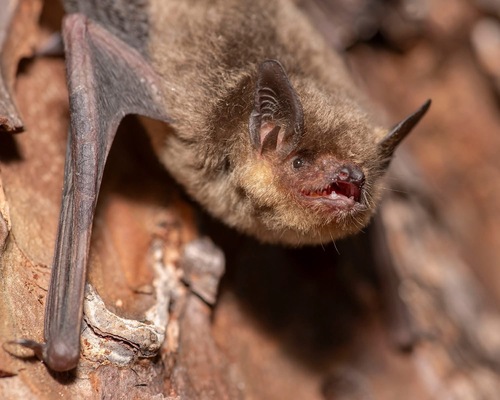 Gray Bat