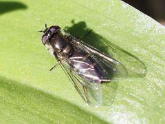 Melangyna lasiophthalma
