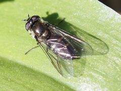 Melangyna lasiophthalma
