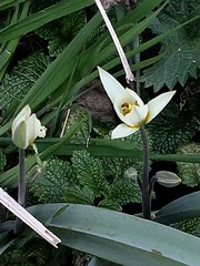Tulipa bifloriformis