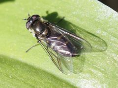 Melangyna lasiophthalma