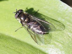 Melangyna lasiophthalma