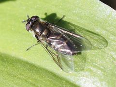 Melangyna lasiophthalma
