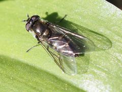 Melangyna lasiophthalma