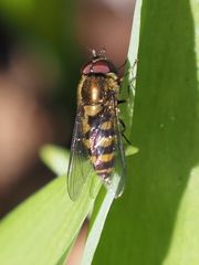 Parasyrphus punctulatus