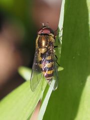 Parasyrphus punctulatus