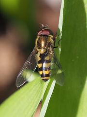 Parasyrphus punctulatus