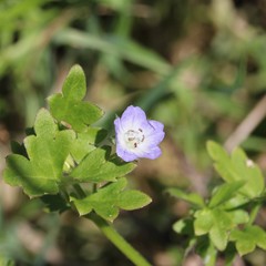 Nemophila phacelioides