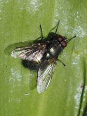 Eudasyphora