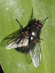 Eudasyphora