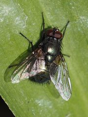 Eudasyphora