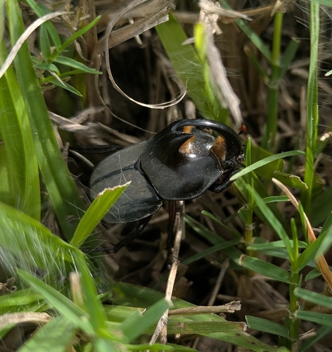Diloboderus abderus