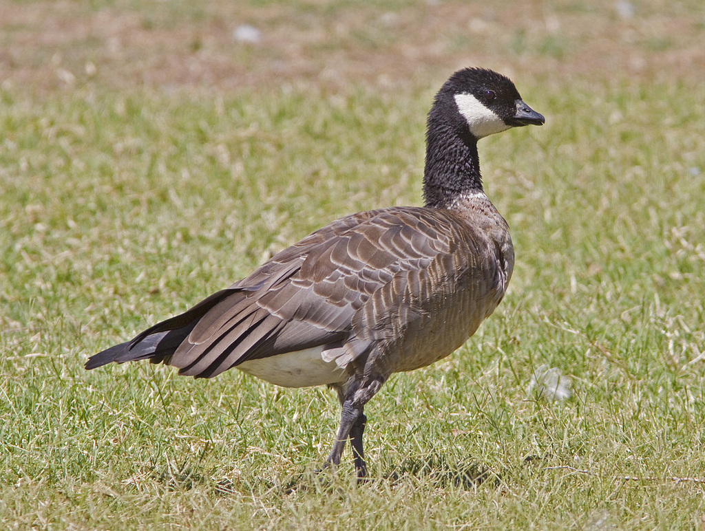 Canada Goose