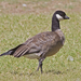 Small Cackling Goose - Photo (c) nmoorhatch, some rights reserved (CC BY), uploaded by nmoorhatch