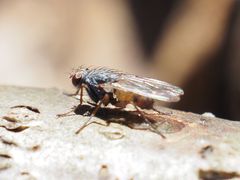 Lispocephala brachialis