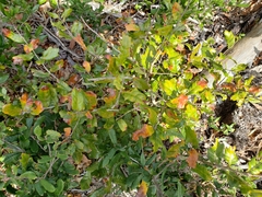 Quercus chapmanii image