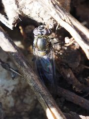 Melangyna lasiophthalma