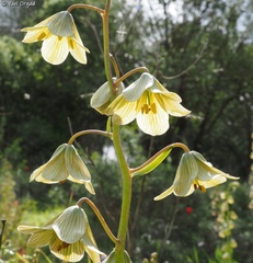 Fritillaria persica