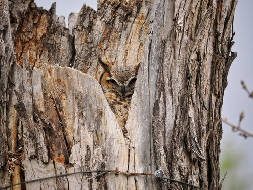 Great Horned Owl photographed in Colorado