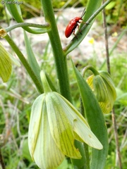 Lilioceris faldermanni