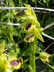 Ophrys lutea galilaea