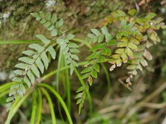 Adiantum fulvum