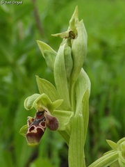 Ophrys umbilicata