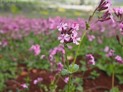 Silene aegyptiaca