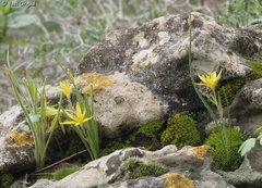 Gagea chlorantha