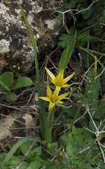 Gagea commutata